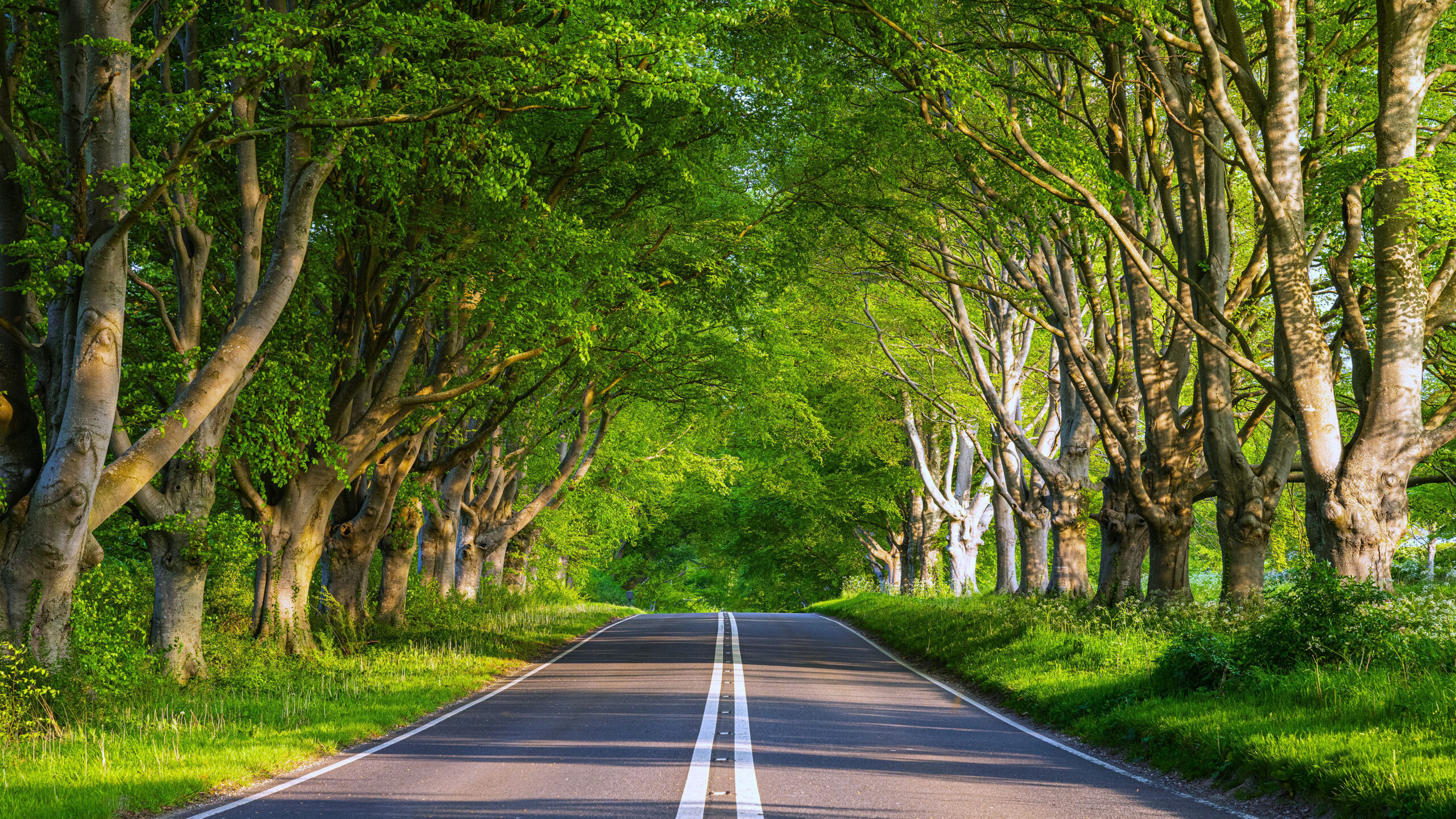 世界，您好！-卡尔日记